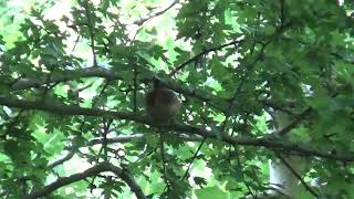 Wren UK Wildlife [upl. by Gavrila647]