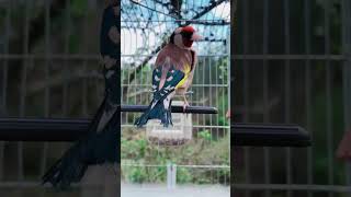 Gardelina Tirone birds chardonneret goldfinch carduelis birdslover nature [upl. by Schonfeld733]