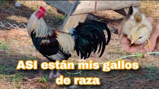 Gallos Finos o giros así están mis gallos [upl. by Radbourne]