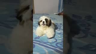 Shih tzu puppy barking 🐶 shorts shihtzu [upl. by Alletsirhc]