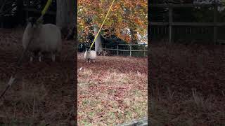 Sheep standing very still at Longwood in the South Downs National Park [upl. by Montford]