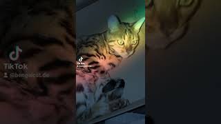 carmencat bengalcat carmen cat [upl. by Ardnama415]