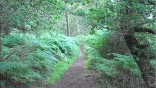 Old Southwold Railway Track 2 [upl. by Aifos]