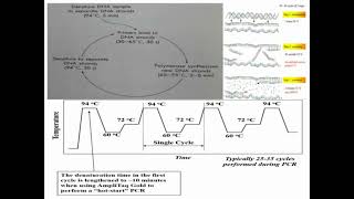 Process of PCR Reactions in Details [upl. by Avla]