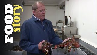 La plus grosse usine à homards au monde [upl. by Sucam]