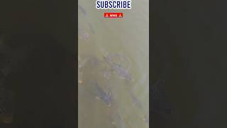 🙏 WAHEGURU JI 🙏 wmk shortsviral reels fish fishingvideo fishing tiktokvidio vlogs2024 [upl. by Barthel]