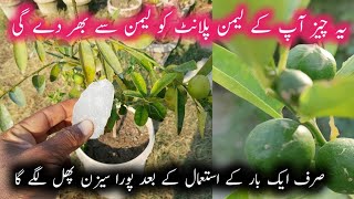 How to get plenty of fruits on lemon plants  Nimbu ke podhe ki growth kaise badhaye  Fertilizer [upl. by Ekard]