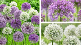 Guide to Summer Plants Allium Species [upl. by Taffy]