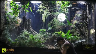 A Major Crisis Hit My Giant Rainforest Vivarium and I Have to Go Away [upl. by Ellehcyt]