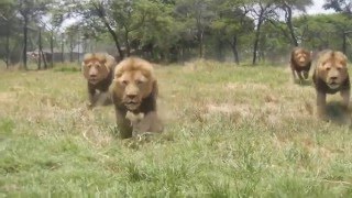 Lion feeding up close in Zimbabwe [upl. by Norbie]