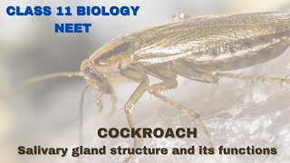 Salivary gland of cockroach  Class 11 BiologyNEET [upl. by Silin]