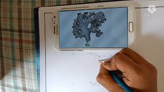 How to draw a foliose litchens [upl. by Armilda]