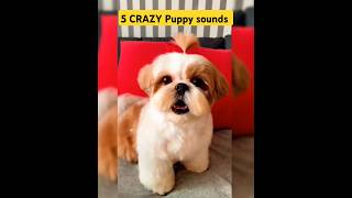 The CUTEST Puppy Sound Compilationshorts puppy dog dog puppy puppylife puppyvideoscutedog [upl. by Saffian]