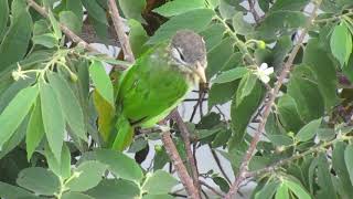 Whitecheeked Barbet [upl. by Smaj102]