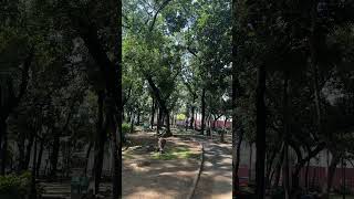 Among the trees I feel free 🌳🍃💚 trees nature naturelovers short shortsvideo shortfeed fyp [upl. by Diraj]