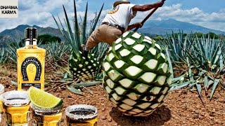 How TEQUILA is made using AGAVE plant  Mezcal [upl. by Nemzaj]