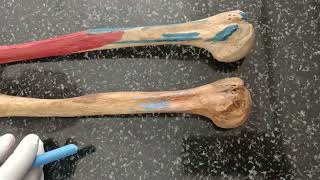 HUMERUS   BONES OF UPPER LIMB   ANATOMY   MADE EASY [upl. by Dyke]