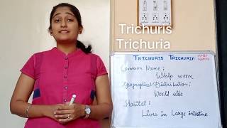 Trichuris Trichuria morphology Life cycle in hindi Pathogenesis in hindi Lab diagnosis [upl. by Notserk]