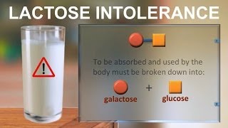 Lactose intolerance IQOGCSIC [upl. by Abel]