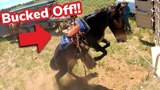 Mules Pack Fencing Supplies GONE WRONG [upl. by Ravo]