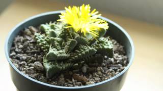 Timelapse Succulent Flower [upl. by Anat]