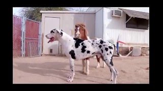 Whos taller Mini Horse or Great Dane [upl. by Irtimd]