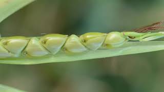 Corn Domestication  Colorado Field Crop Tour [upl. by Idnal445]