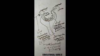 nephron structure and function ultrafiltration in hindi [upl. by Ynnod725]