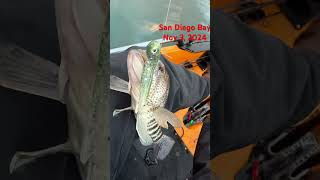 San Diego Bay fishing fishing glengoesfishing bassfishing hobieproangler mmfc [upl. by Aglo229]