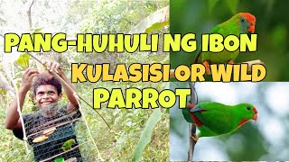 PANGANGATI O PANG HUHULI NG IBON KULASISI WILD LOVE BIRDS [upl. by Nick]