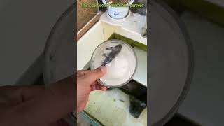 This fish never dies facts experiment science scienceexperiments physics shorts bengali [upl. by Refinaj]