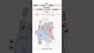 Heart Systole amp Diastole Animation Cardiac Cycle medicalstudent nursing heart mbbs [upl. by Bennett510]