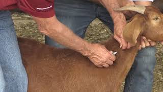 Bruce Carpenter  Sheep amp Goat  Injection Site [upl. by Orfurd455]