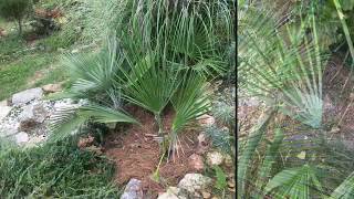 Garden in zone 7 with hardy palms Yuccas Agaves etc [upl. by Enaols]