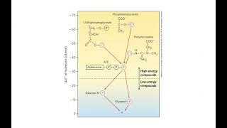 ATP How it quotstores energyquot and can be quotspentquot like a metabolic arcade token [upl. by Naihtniroc]