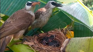 Baby is very hungry The mother bird likes to play with food  5 days [upl. by Aronas951]