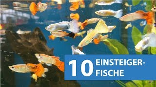 10 Aquarium Fische für Anfänger [upl. by Saunderson757]