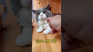 Cute kitten cat lovecats cats catvideos kittens catlover princesscat kitten  756 [upl. by Latif816]