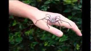 Handling Giant Australian Hunstman spiders  Holconia insignis [upl. by Anjela]