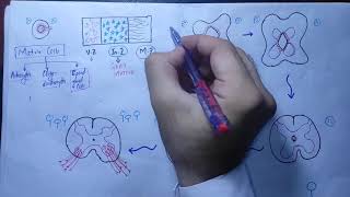 Neuronantomy Chapter 18Development of spinal cord part 1embryologycnsembryologyneurologymbbs [upl. by Lempres117]