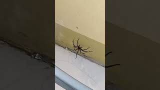 Huntsman Spider in my house [upl. by Ran130]