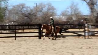 California vaquero bridle horse [upl. by Aropizt]