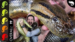 Green Anaconda The Best Pet Snake [upl. by Dnar]