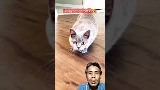 What  cats love to eat cockroaches 😱cat funny cute shorts [upl. by Weywadt]