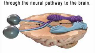 Educational Video on The Vision System  Diopsys [upl. by Tressia]