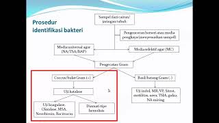 Identifikasi Bakteri Coccus Gram Positif  Staphylococcus Streptococcus dan Micrococcus [upl. by Berlauda]