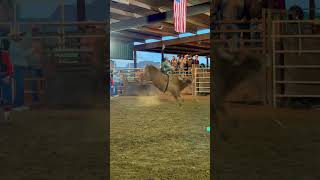 Bull rider spurs a bull [upl. by Temple]