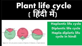 PLANT LIFE CYCLE TYPES IN HINDI HAPLONTICDIPLONTIChaplodiplontic in hindi [upl. by Sosthena]