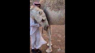 Ce Saoudien et son chameau se font un câlin👳🏻‍♂🐪👩‍❤‍💋‍👨 [upl. by Elnukeda218]