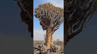 Surrealistyczny krajobraz Quiver Tree Forest🇳🇦 namibia namibianature quivertree quivertreeforest [upl. by Akenaj]